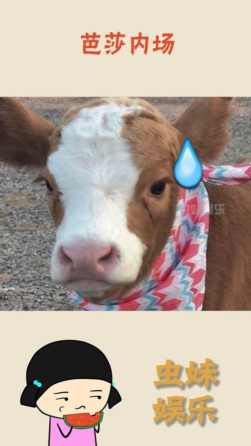 娱乐吃瓜酱小动物视频下载,小动物视频下载攻略,轻松捕获萌宠瞬间